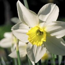 SP13daffodilwhite