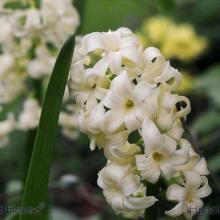 SP19hyacinth