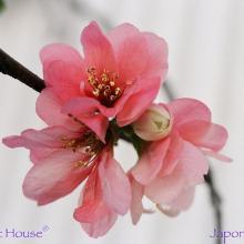 SP20japonica