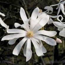 SP22magnoliastar