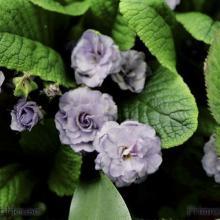 SP29primrose