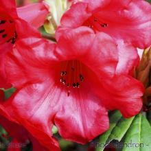 SP31rhododendronred