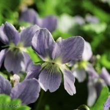 SP38violet