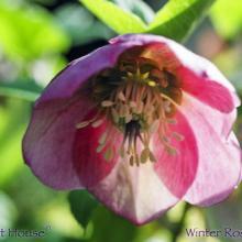 SP40winterrose