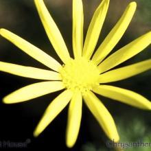 SU07chrysanthemum