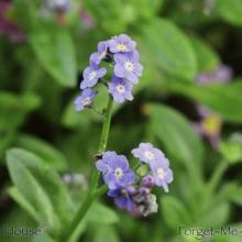 SU11forgetmenot