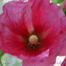 SU13hollyhock