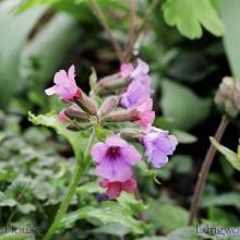 SU22lungwort